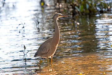 Blue heron