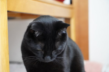 黒猫