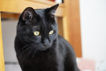黒猫
