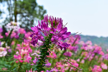  flower garden There are many colors of flowers and many kinds of beautiful nature. And refreshing when seeing flowers of many colors