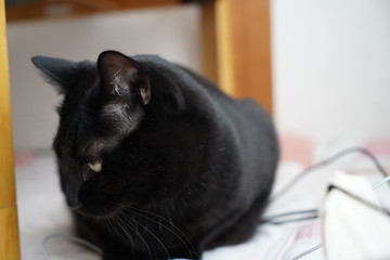 黒猫