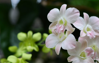 Pink Phalaenopsis or Moth dendrobium Orchid flower in winter or spring day tropical garden Floral background.
