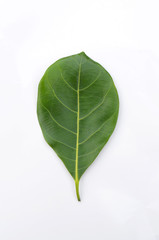 green tree leaves and branches with raindrops isolated on white background