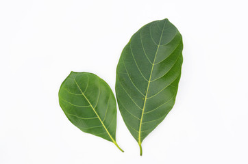 Obraz premium green tree leaves and branches with raindrops isolated on white background