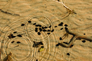 Sandy bottom in shallow water.