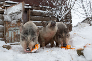 Pigs Vietnamese pig for a walk.