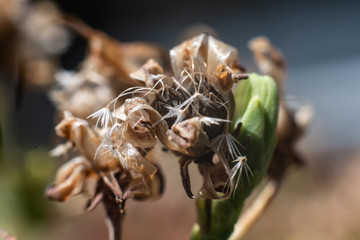 lettuce flower seed in a garden