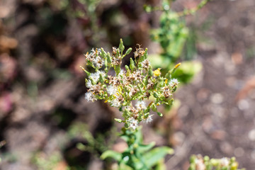 lettuces flowers in the garden