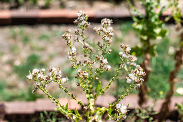 lettuce flower in a garden