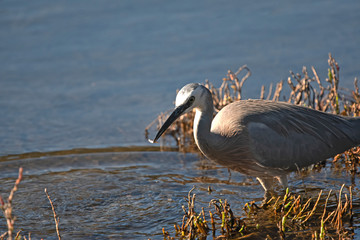 Blue heron with small catch of fish