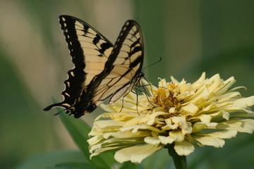 Swallowtai Butterfly 2019