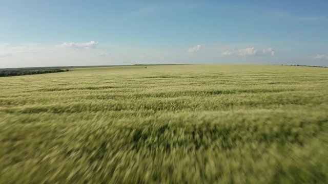 Aerial view above wheat field at sunset drone footage