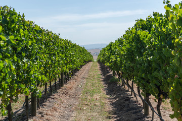 Fototapeta na wymiar red wine grapes in the vineyard