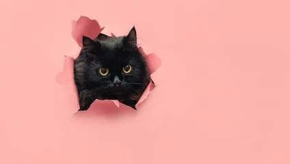 Grappige zwarte kat kijkt door een gescheurd gat in roze papieren achtergrondgeluid. Kiekeboe. Stoute huisdieren en ondeugende huisdieren. Ruimte kopiëren. Gele ogen. © shchus