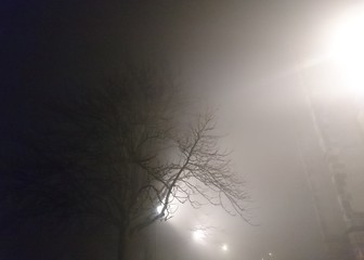tree in the fog in front of a house