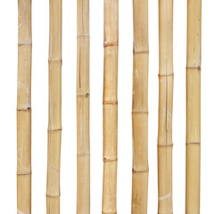 bamboo stalks on a white background with clipping path