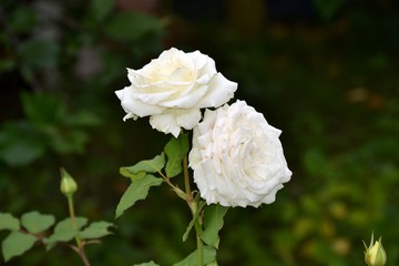 The Queen of flowers is a snow-white rose with a creamy shade