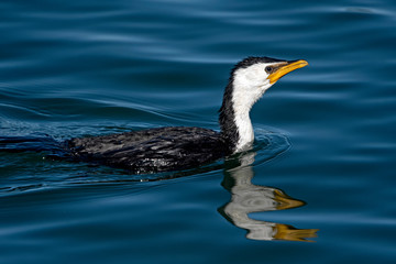 Cormorant 