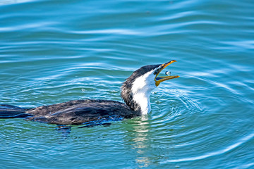 Cormorant small catch