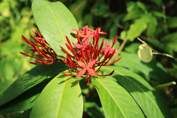 サンタンカの花