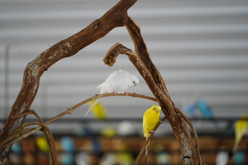 Many colorful Parakeets hanging out with each other at Timbavati Wildlife Park