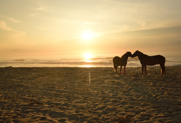 horse on beach at sunrise
