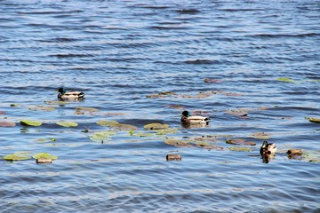 Fototapeta premium ducks in water