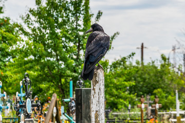 Black rook