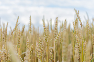 Obraz premium Field with young ears of wheat close up on a bright sunny day, cereals, agriculture