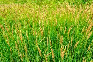Green yellow grass