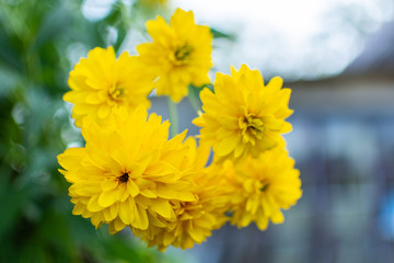 Yellow flowers closeup, beautiful unpretentious summer flower in the garden