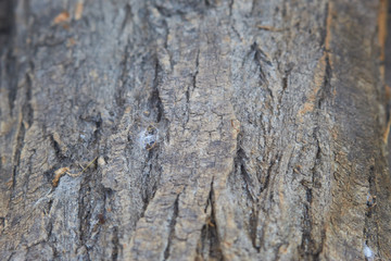 corteza de arbol al detalle