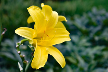 Fototapeta na wymiar yellow daffodils in garden