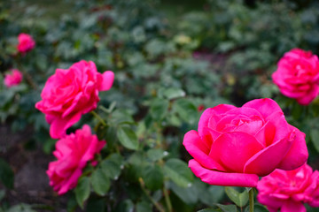 pink rose in the garden