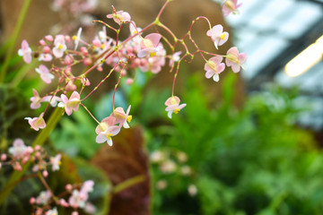 flowers of a tree