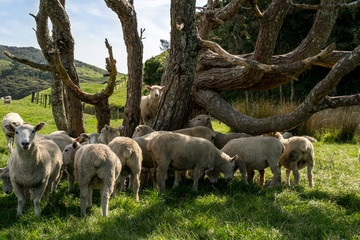Naklejka premium flock of New Zealand sheep sheltering under the shade of some trees