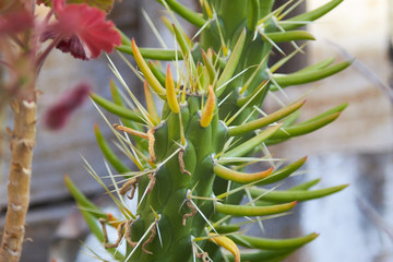 planta espinada