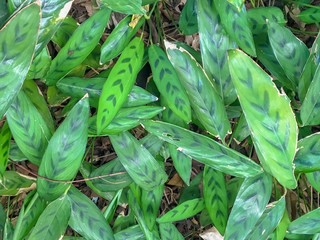 Obraz premium Natural leaves in the forests of Thailand