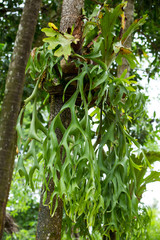 Staghorn ferns in the forest, Green leaf pattern