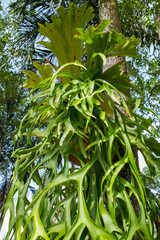 Staghorn ferns in the forest, Green leaf pattern