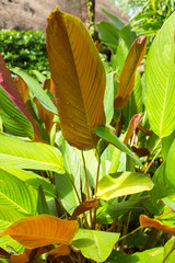 Philodendron "Red Emerald", Leaf have two colours