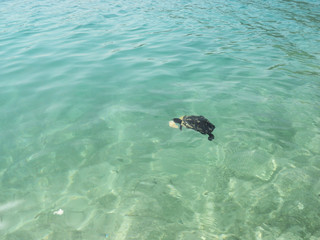 Turtle swims in the sea. Blue clear water.