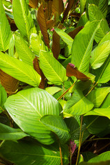Fototapeta na wymiar Philodendron 