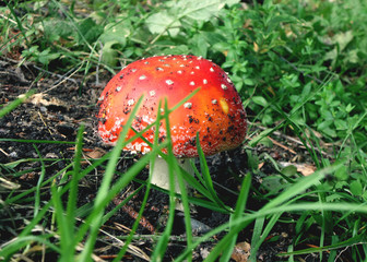 Amanita in the grass. Mushroom forest. Autumn atmosphere.