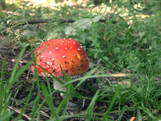 Amanita in the grass. Mushroom forest. Autumn atmosphere.