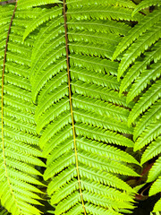 Fern leaves pattern in the forest, Green colour background