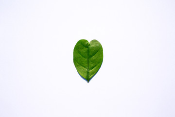 Heart leaf shape isolated on white background