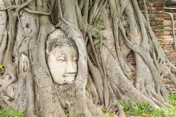 Stone buddha head in tree root at Wat Mahathat temple.