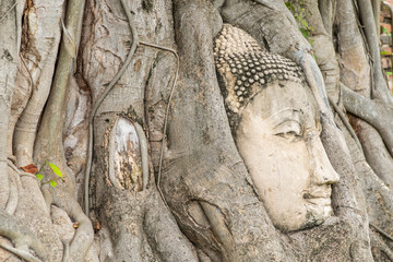 Stone buddha head in tree root at Wat Mahathat temple.