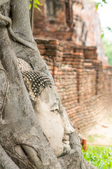 Fototapeta na wymiar Stone buddha head in tree root at Wat Mahathat temple.